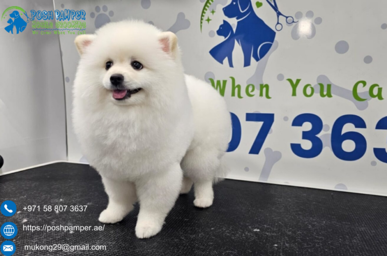 Pet Bath Service Dubai | Poshpamper.ae