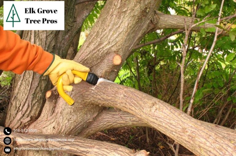 Protect and Beautify Your Property with Trusted elk grove tree services Protect and Beautify Your Property with Trusted elk grove tree services