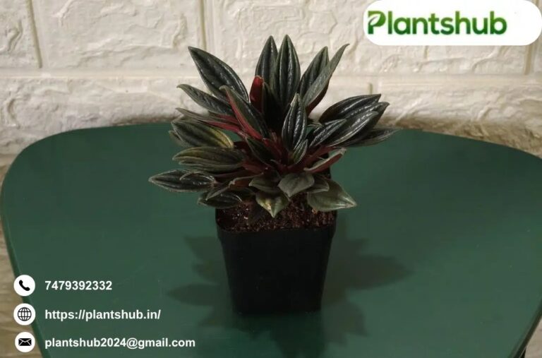 Krishna Kamal | Plantshub.in