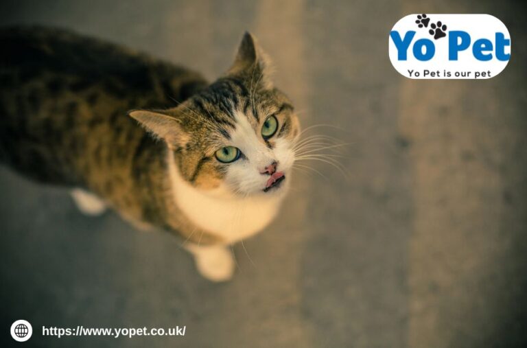 Super Pet Comfort Wheel Buy Online Uk | Yopet.co.uk
