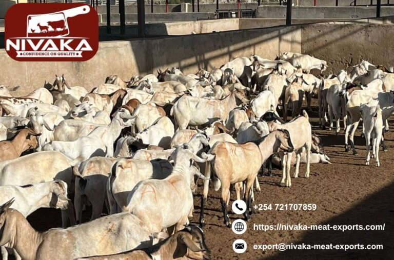 Bulk orders of premium halal goat meat bulk supply