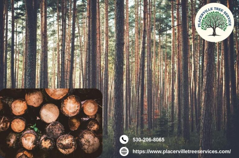 Get Safe and Efficient Solutions with Professional tree removal placerville