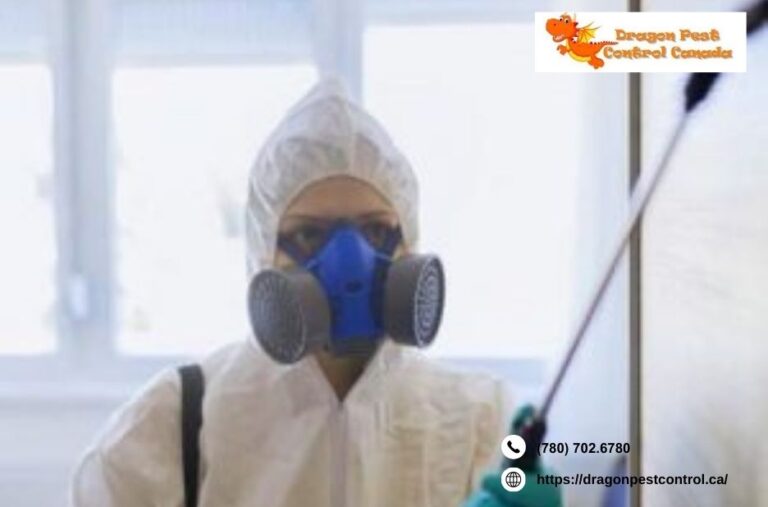 Rat Exterminator Edmonton | Dragonpestcontrol.ca