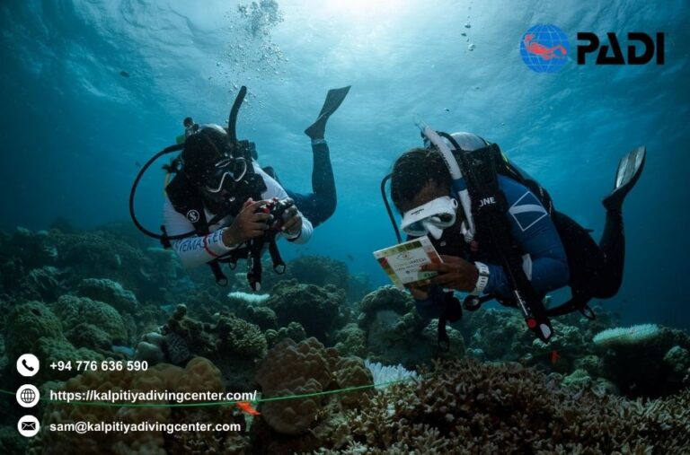 Best Diving Spot In Kalpatiya | Kalpitiyadivingcenter.com