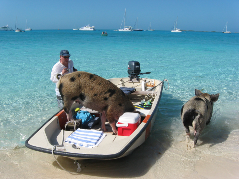 Unforgettable Rose Island Swim with Pigs – Bahamas Excursion Deals