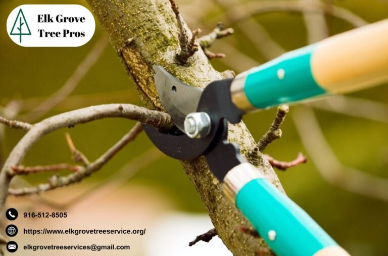 Trusted Elk Grove Tree Service for Safe, Healthy Trees Trusted Elk Grove Tree Service for Safe, Healthy Trees