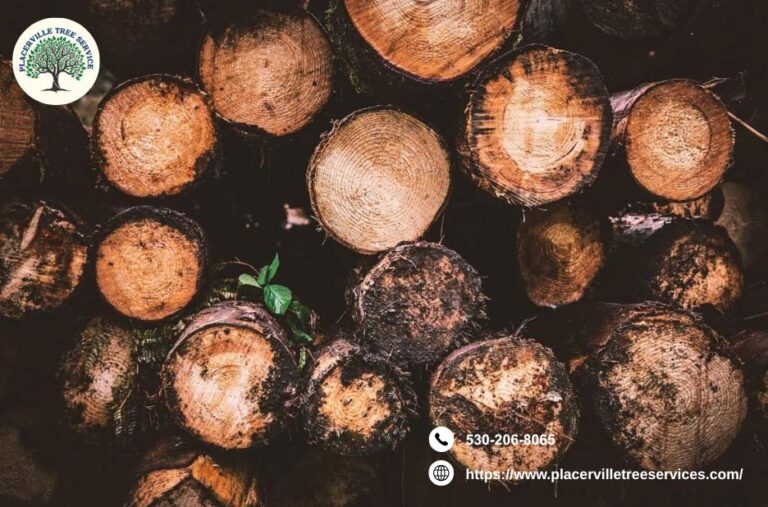 Top Placerville Tree Services for Safe, Quality Landscaping
