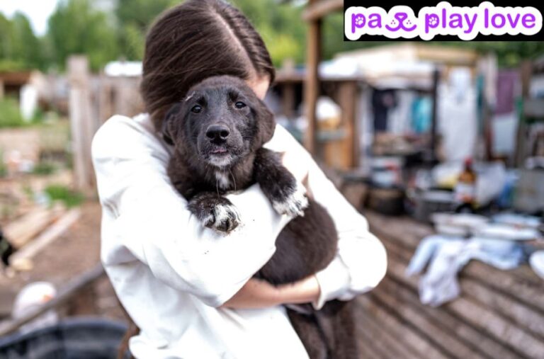 Meet Your Pawsome Match: Connecting Dog Lovers
