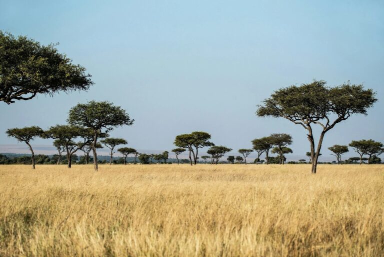Tanzania Safari Tours From Usa: Unforgettable Wildlife Journeys