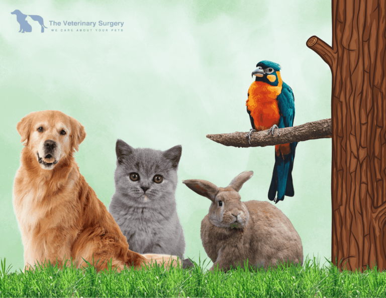 Trusted veterinary care in Doha for your beloved pets