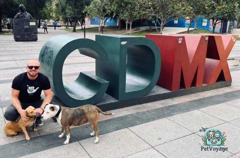 Everything You Need to Know for Bringing a Pet to the USA