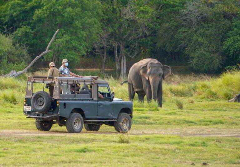 Tailored Sri Lanka Tours with Expert Drivers