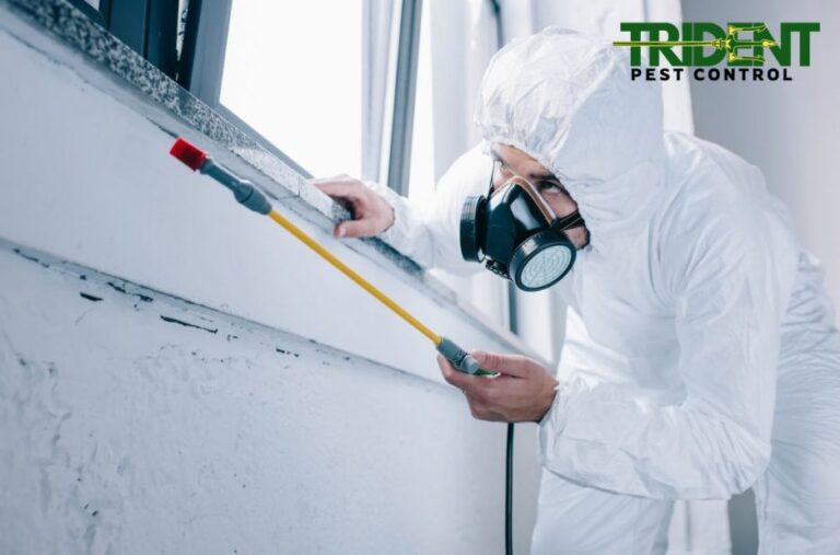 Pest-Free Handover: End of Lease Flea Service