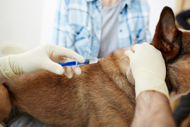 Gentle at-home veterinary care when your pet needs it most