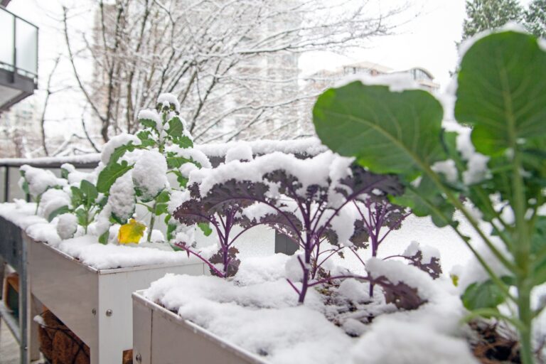 Tiny Living, Big Impact: A Beginner’s Guide to Micro Homesteading