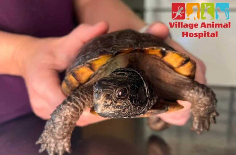 Compassionate veterinary care for your pet’s health and wellbeing