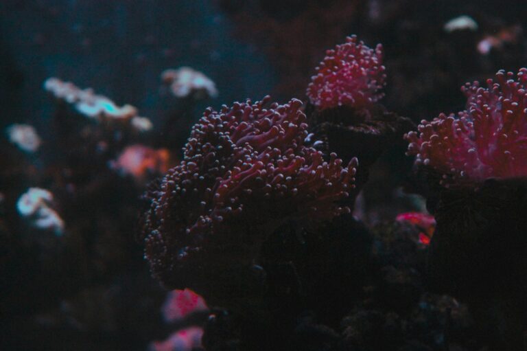 Explore the Red Sea by Ship: Unforgettable Snorkelling & Island Trekking Cruising