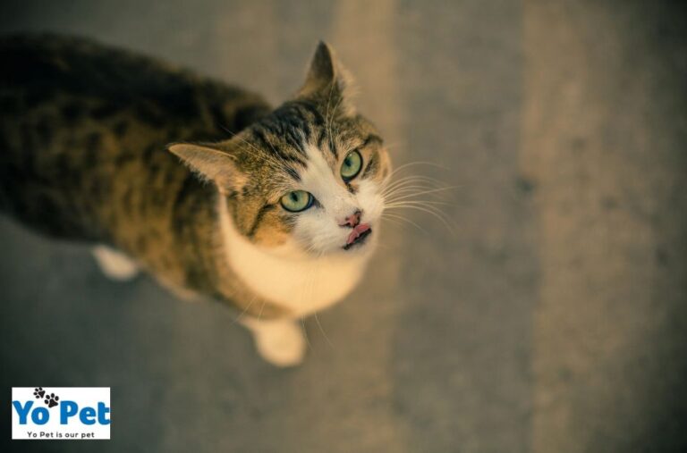 Discover, nurture and celebrate your furry friends with thoughtful pet care
