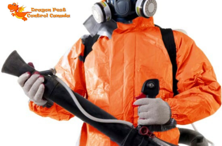 Effective Rodent Control in Edmonton You Can Trust