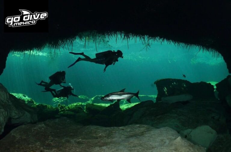 Explore Mexico’s Underwater Wonders: Cenote Adventures for Divers Explore Mexico’s Underwater Wonders: Cenote Adventures for Divers