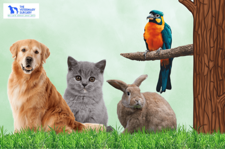 Affordable Veterinary Care for Your Pet in Qatar