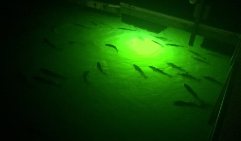 Hypnotic Glow: Enhance Night Fishing with Pond and Dock Lights