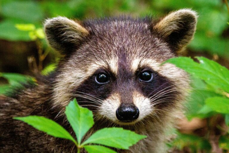 Humane Wildlife Intrusion Solutions in Shohola